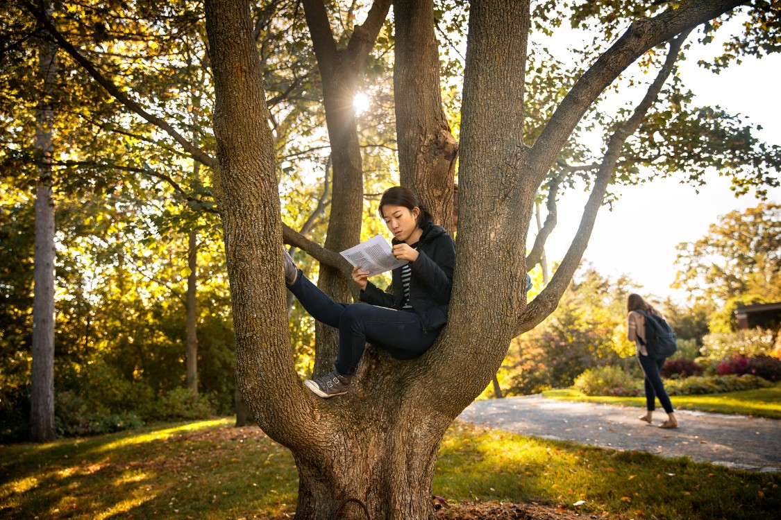 A student sitting comfortably in a tree while reading a book, with sunlight filtering through the autumn leaves in the background.